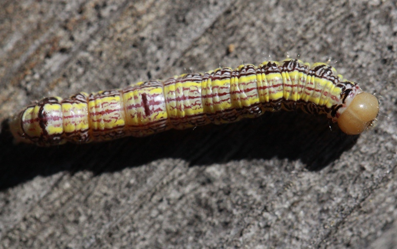 oak moth caterpillar